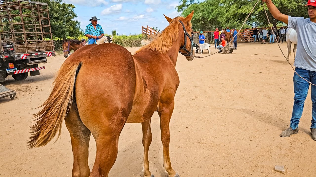 FEIRA DE CAVALO DE ALTINHO PE, SÁBADO, (13/12/25) #nordeste