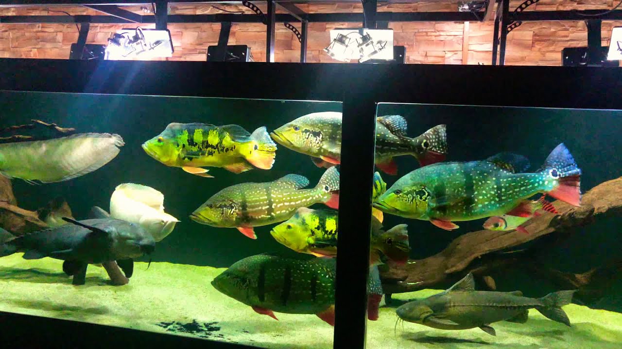 Overcrowded cichla aquarium! :(