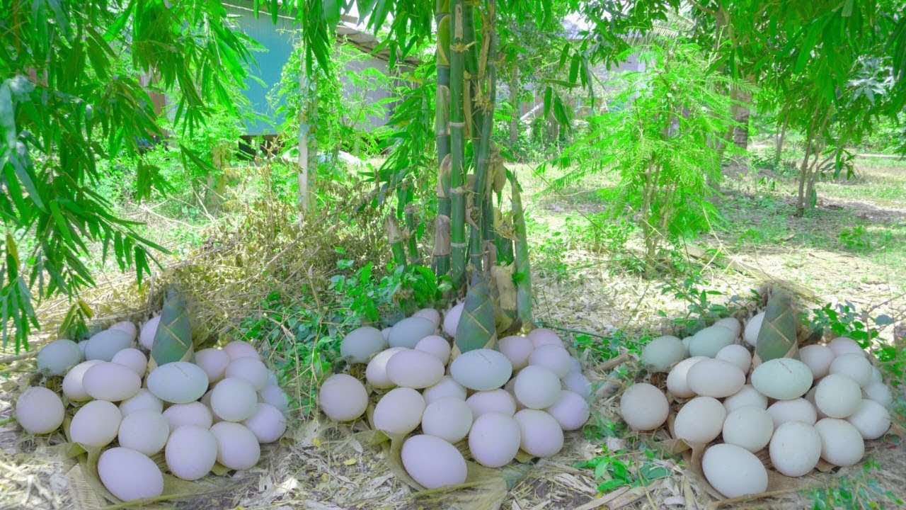 kdor best picking duck eggs at farm backyard - picking harvest a lot of duck eggs