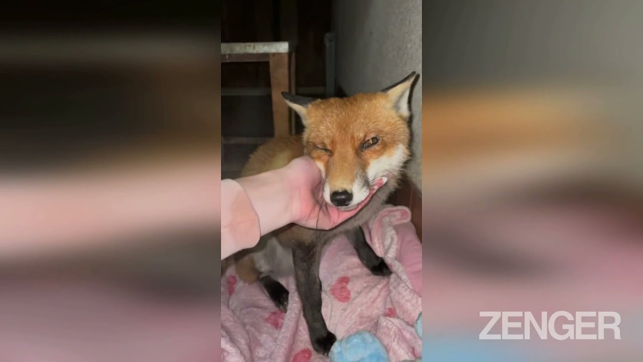 I've Come Fur My Teddy: Tame Fox Can't Bear To Be Parted From Her Cuddly Toy