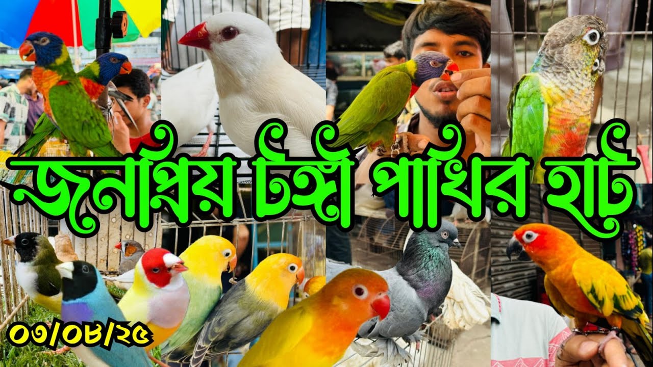 জমজমাট টঙ্গী পাখির হাট | Tongi Pakhir Hat | হাঁস কবুতর পাখি এসেছে অনেক | Tongi Bazar Pakhir Hat