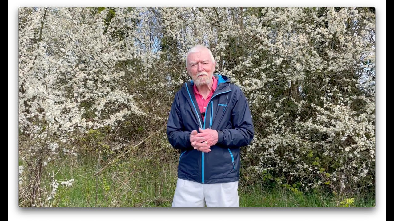 Blackthorn with John Feehan in spring, Wildflowers of Offaly series
