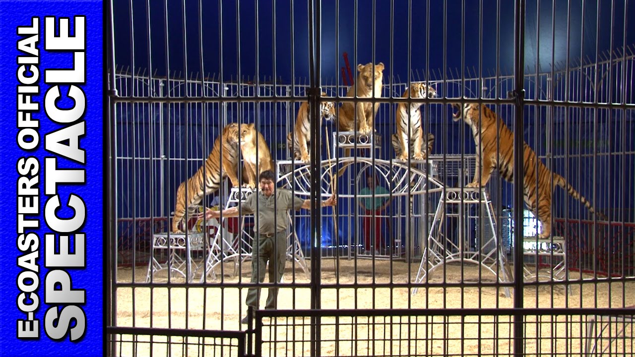 Kid Bauer Bagatelle Parc - Show Wild Cat Lion Lioness Tiger Fawns Tamer Trainer (Theme Park France)