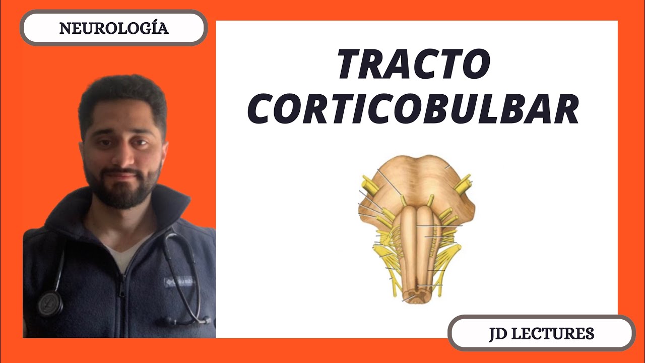 TRACTO CORTICOBULBAR | TRACTOS DESCENDENTES | NEUROLOGÍA