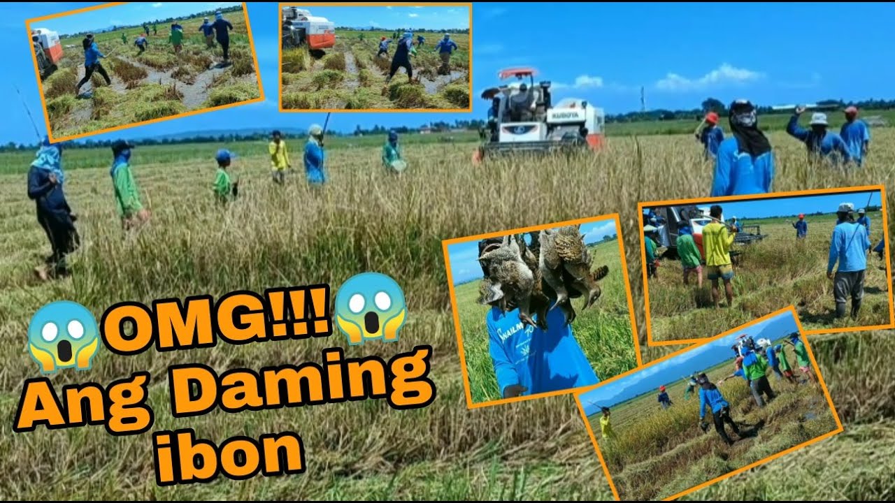 Karyada/Paghahakot ng Palay+Panghuhuli ng ibon