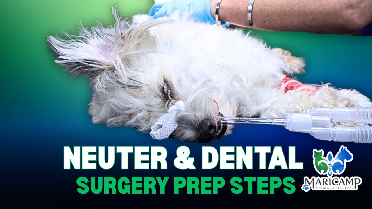 Dog Neuter Case | Part 1 of 3: Full Surgical Prep and Safety Protocols