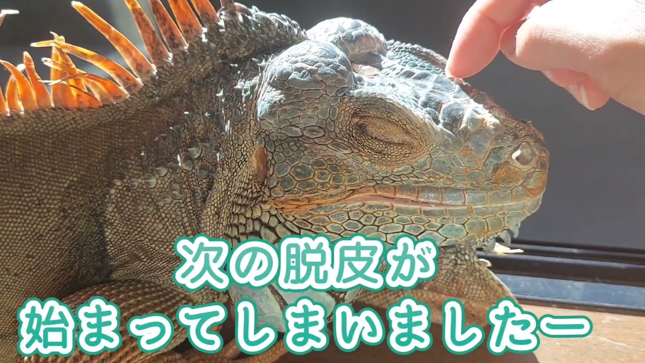 グリーンイグアナ　頭のこぶと顔周辺の脱皮　#greeniguana #脱皮