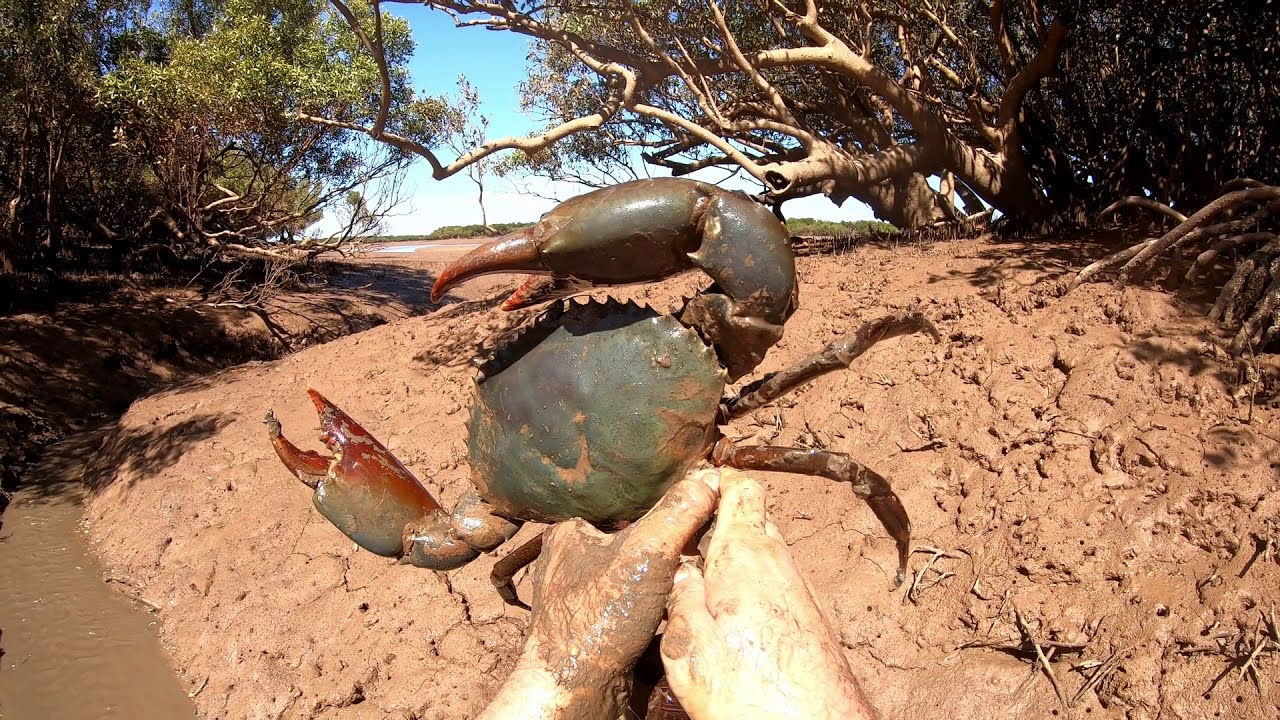 Dinosaur-Sized Mudcrabs Found At Low Tide: Crab Pasta