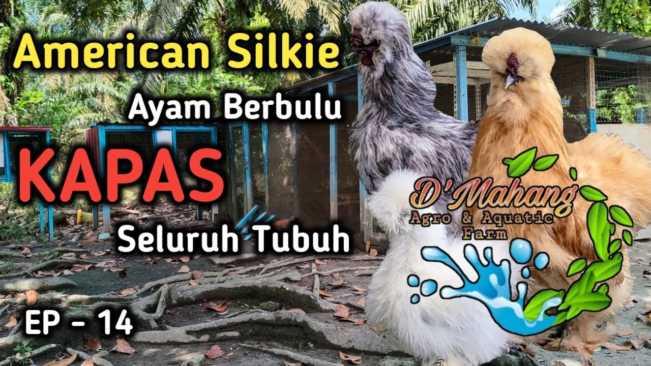 EP 14 - American Silkie @ Ayam Kapas dapat menambah keceriaan di halaman rumah dan kawasan ladang