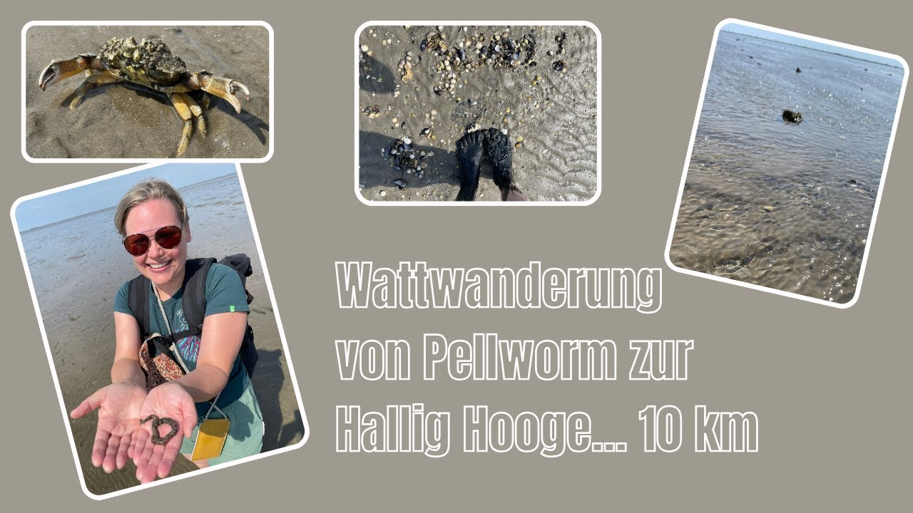 Wattwanderung von Pellworm zur Hallig Hooge | 10 km durchs Watt | August 2024