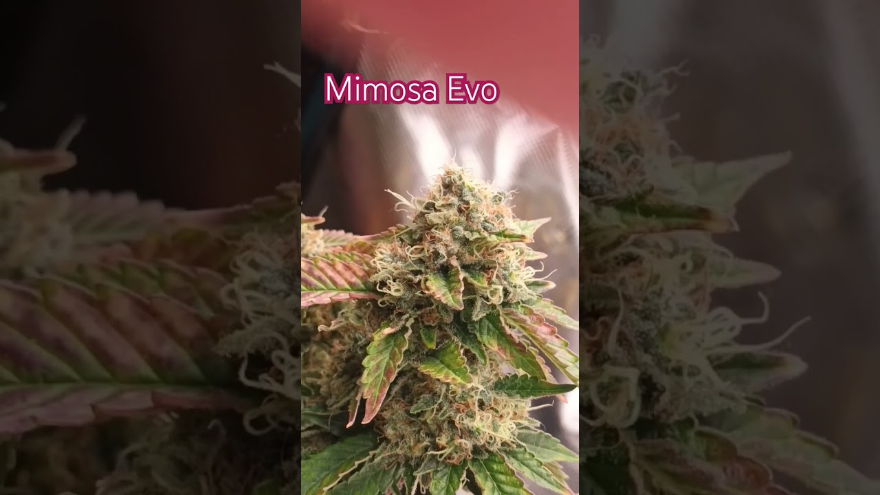 #Mimosa Evo Flowering Day 54
