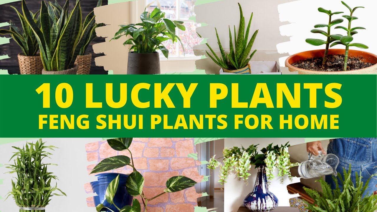 10 Indoor Lucky Plants for Home in 2021! Best Feng Shui Plants 👍