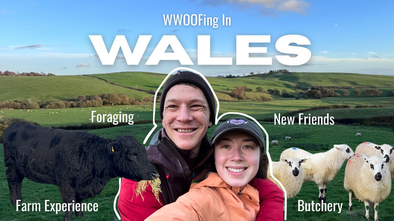 WWOOFing In Wales ┃ Life on the farm