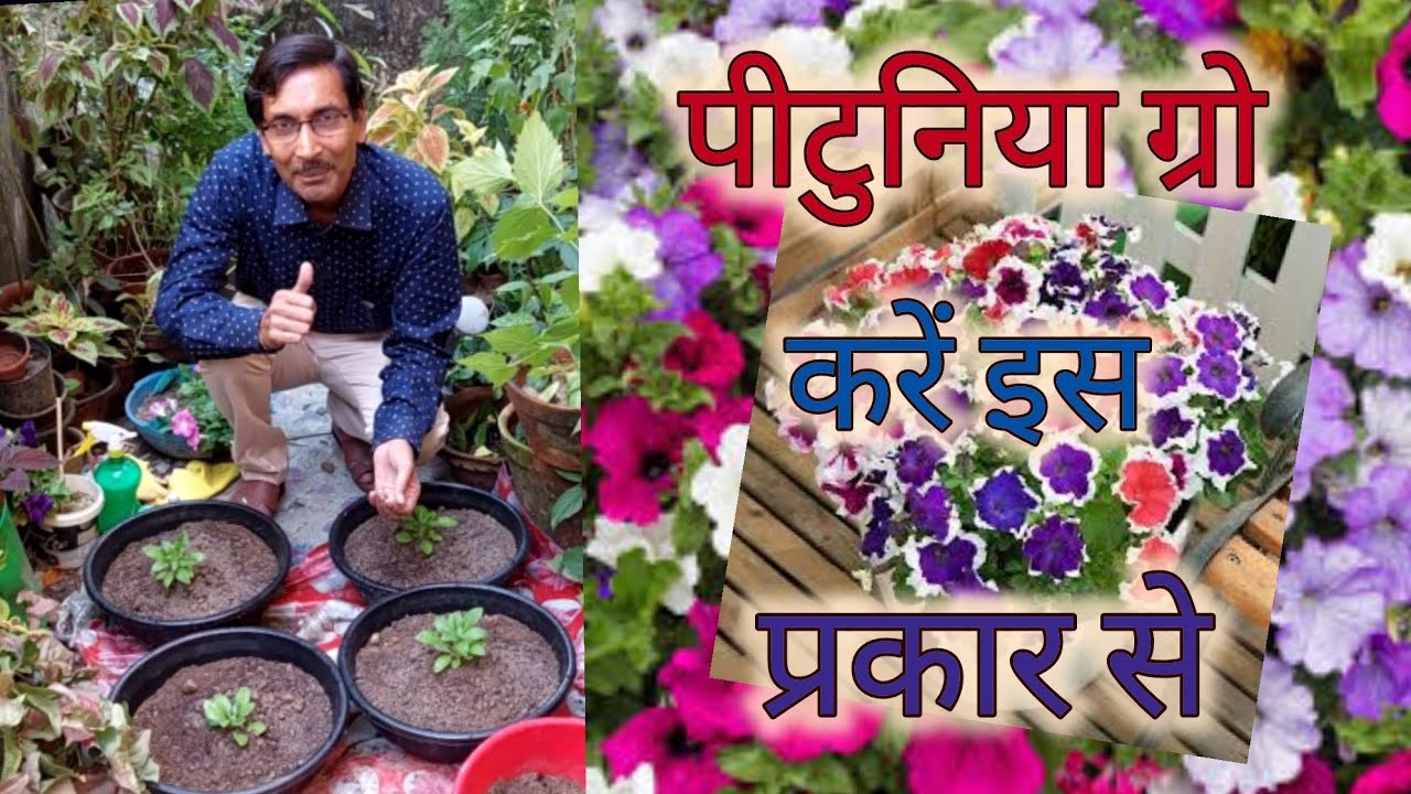 पिटुनिया ग्रो करें इस Secret तरीके से ।। Grow Petunia at home with this Secret method
