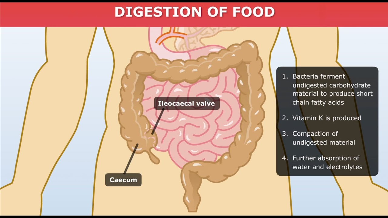 Digestion of food