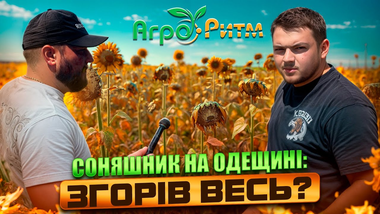 СОНЯШНИК НА ОДЕЩИНІ: ЗГОРІВ ВЕСЬ?