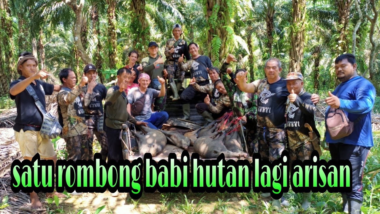SATU ROMBONGAN BABI HUTAN TEREJEBAK DI HUTAN INI.