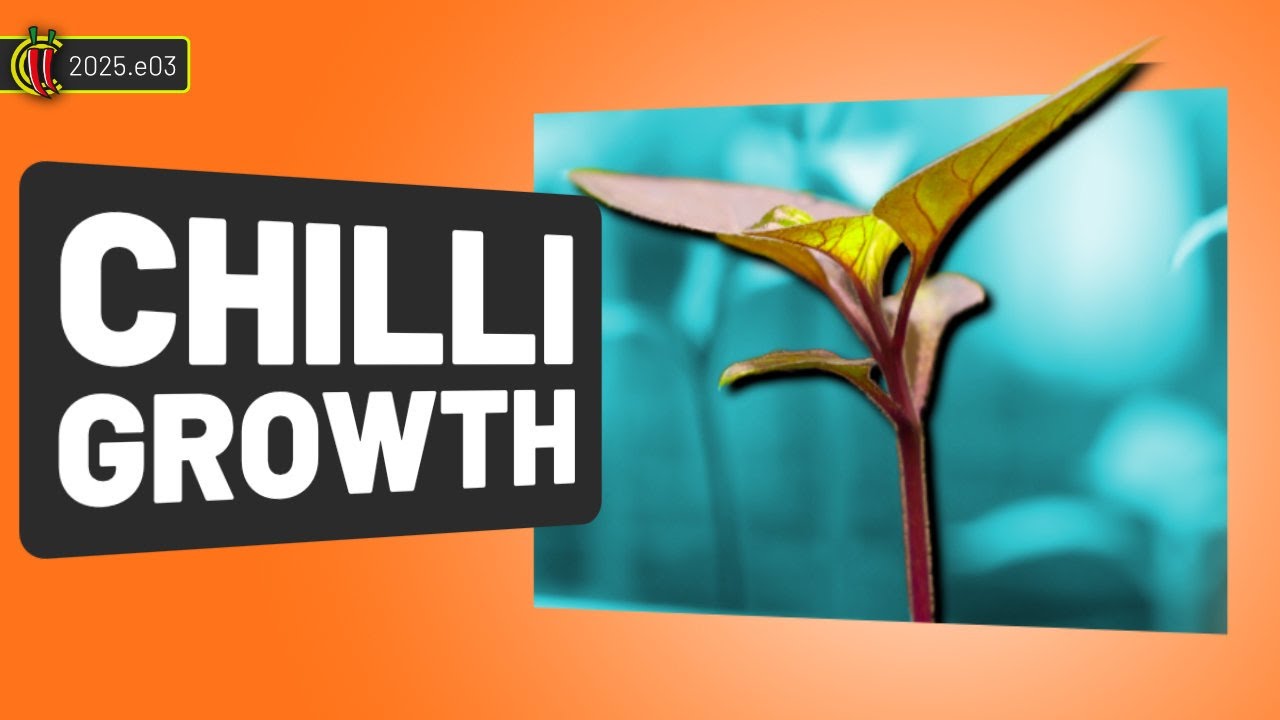 Tips for Healthy Chilli Seedlings | Grow Update 🌶️ 2025.e03
