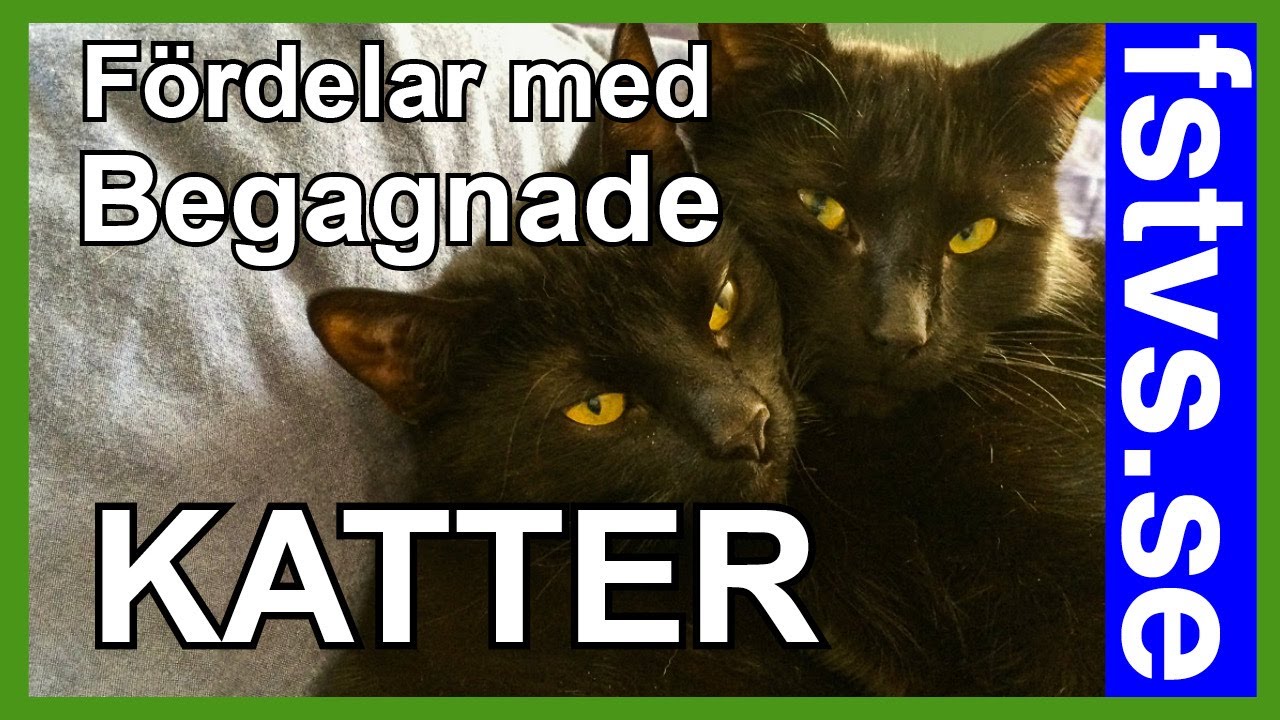 Många fördelar med att skaffa katt från katthem
