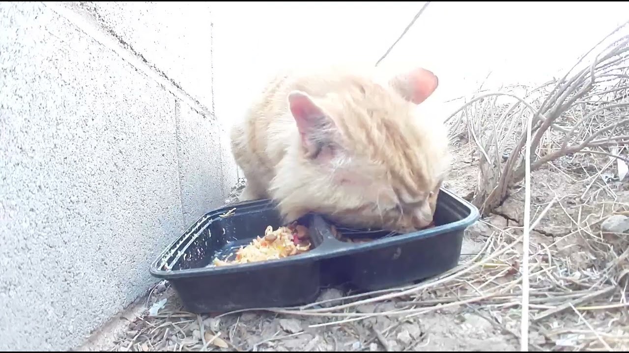 Orange Cat at SDAZ Mar 18 2025