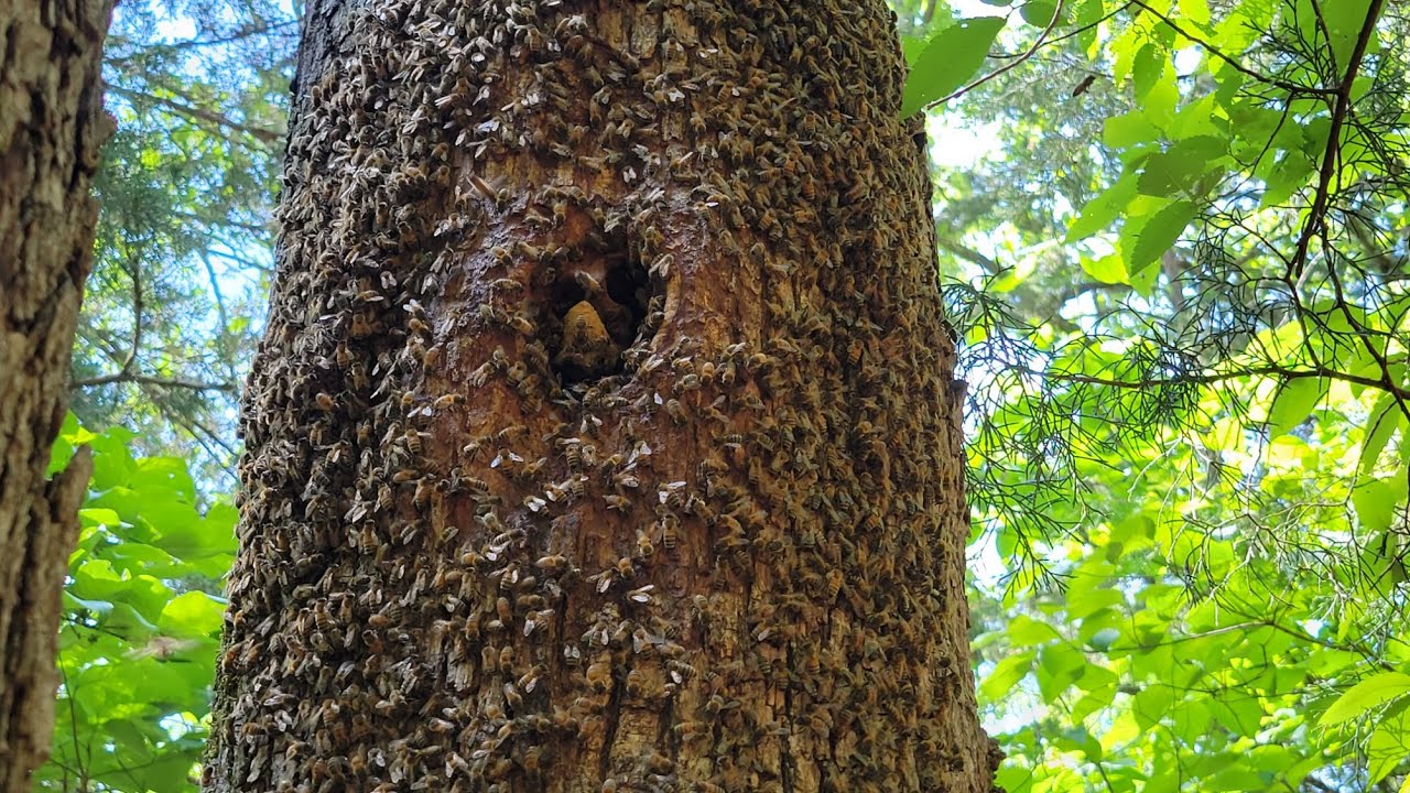 Bee Lining! It's a treasure hunt for a bee tree!