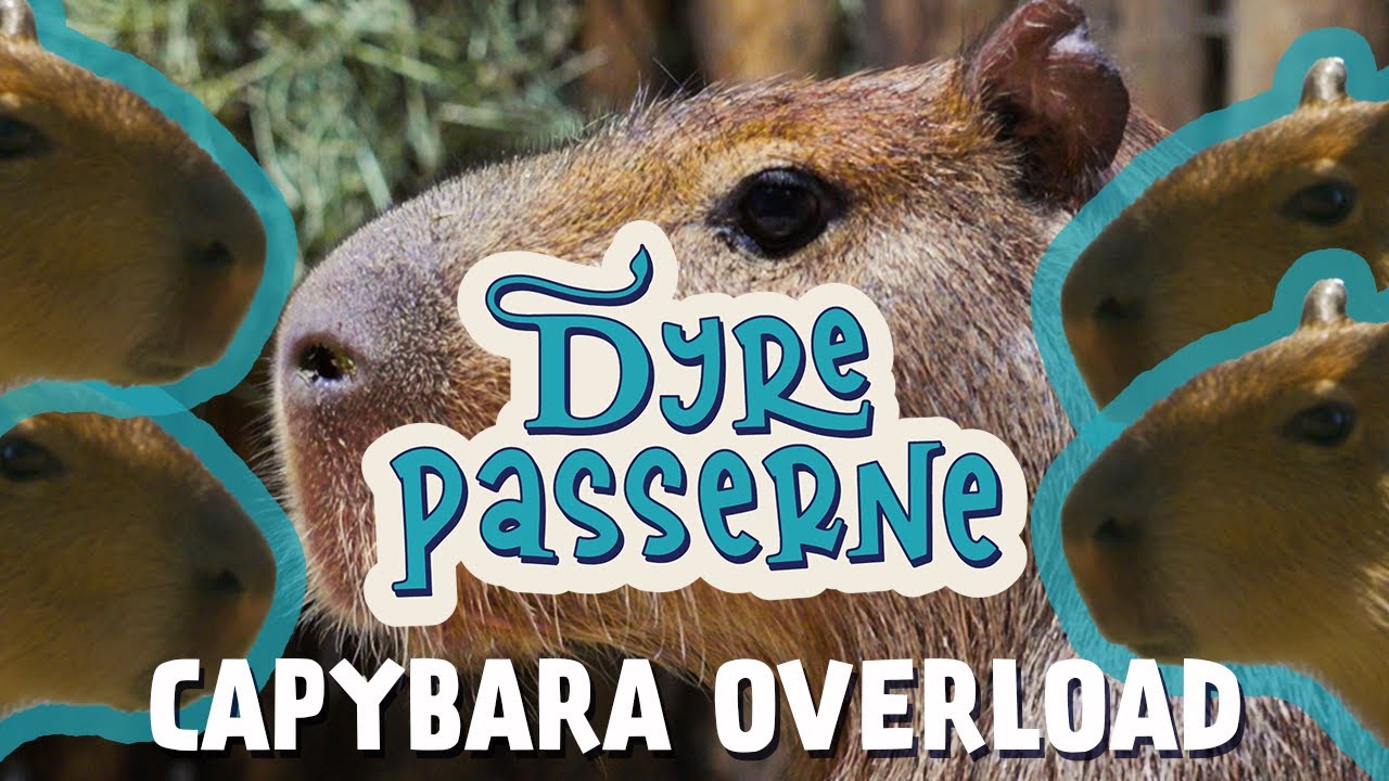 Capybara overload! Dyrepasserne S14 E04