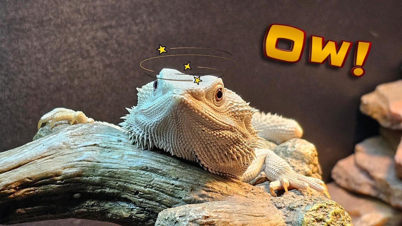 Bearded Dragon First Aid