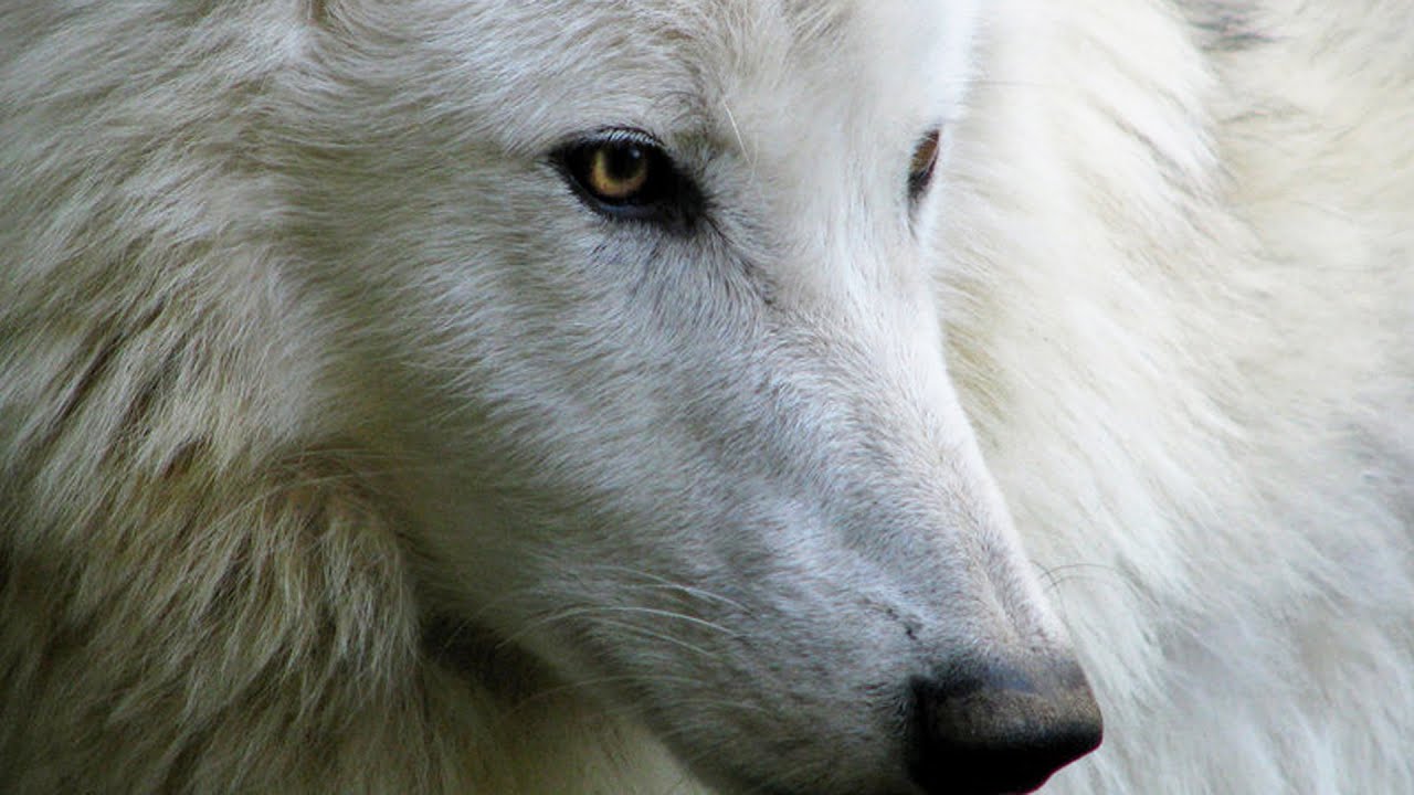 SILENT NIGHT by Giovanni Marradi - CHRISTMAS WOLFS