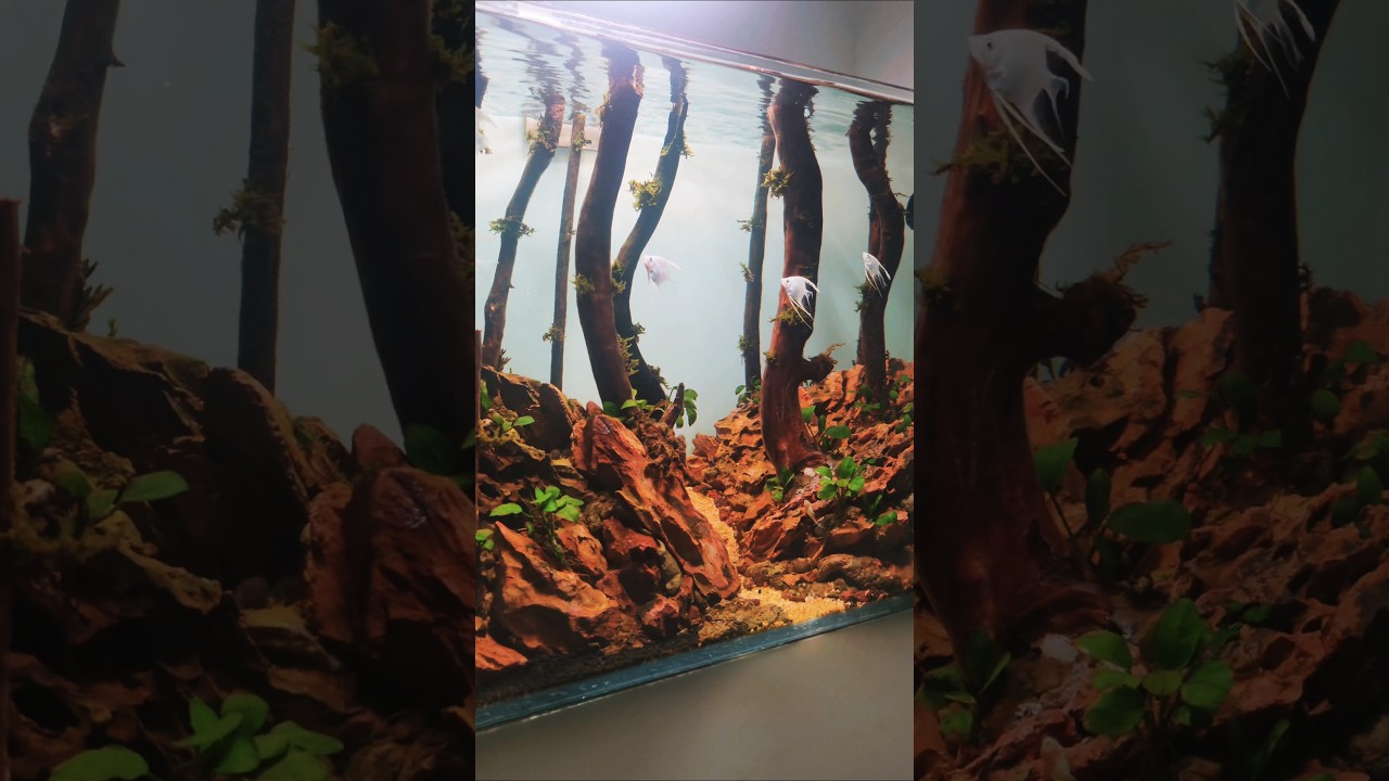 When Angelfish Think They&rsquo;re in Avatar 🌿🐟