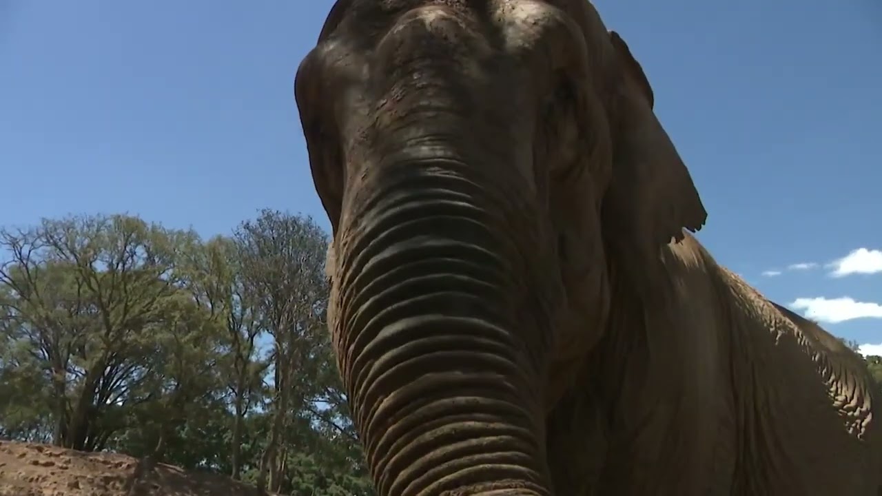 El amor de una elefante
