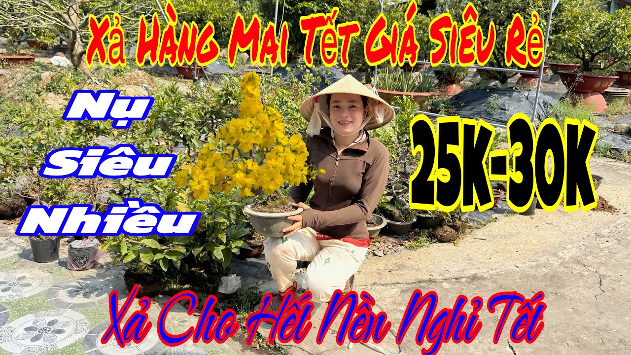 29/1 vườn xả hàng mai chơi Tết giá cực rẻ 💥🌲có hàng đã xuống lá sẵn 🌲🌲🌲🌲☎️ 0398616085 Nhi