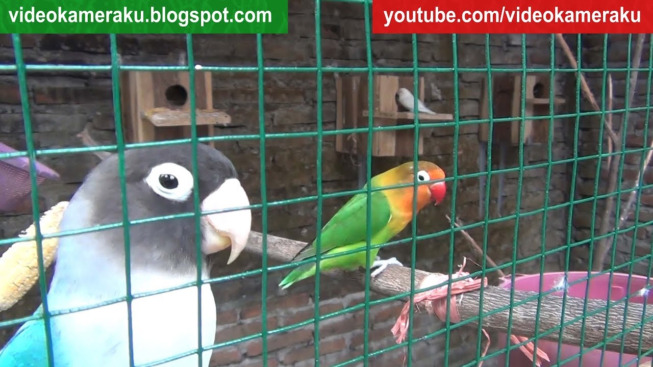 1 Hour of Lovebird Sounds - High Quality Live Recording V12