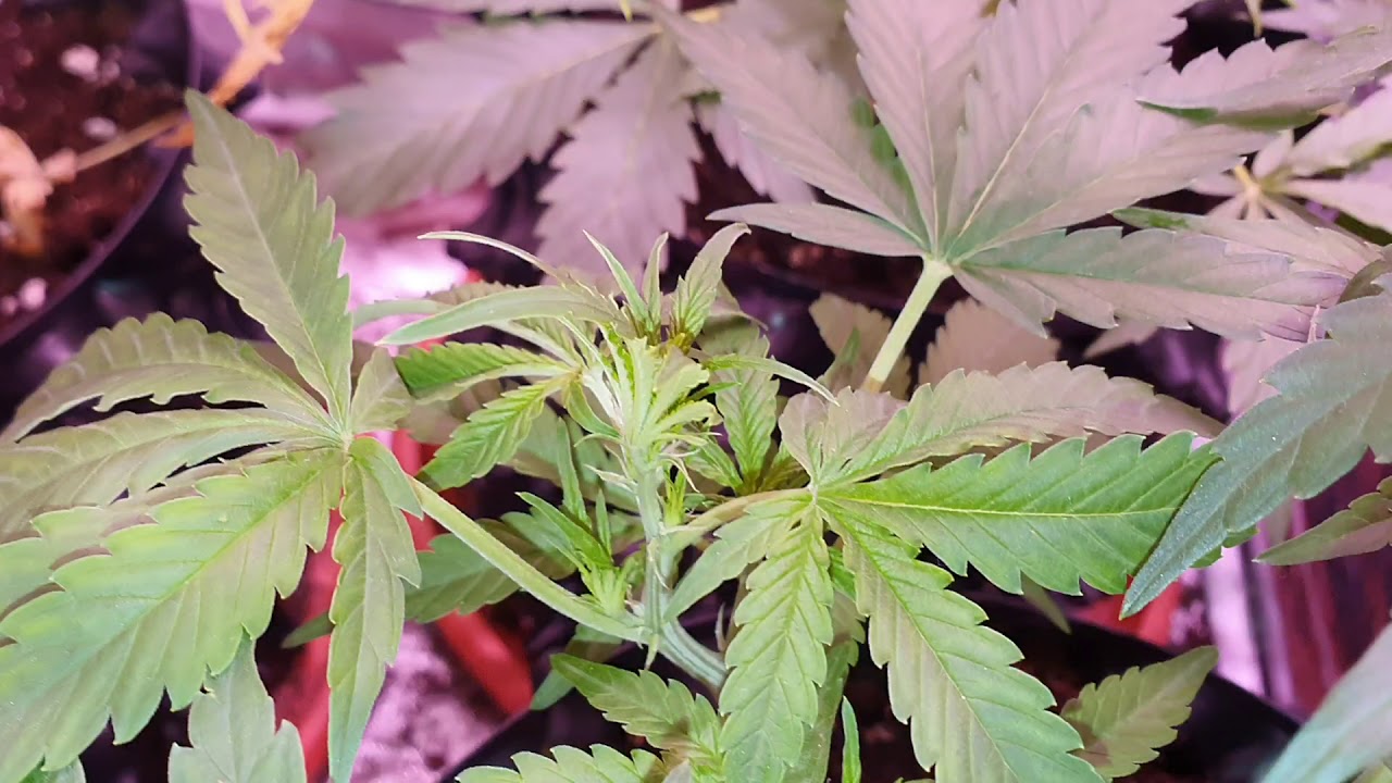Royal Creamatic - Day 40