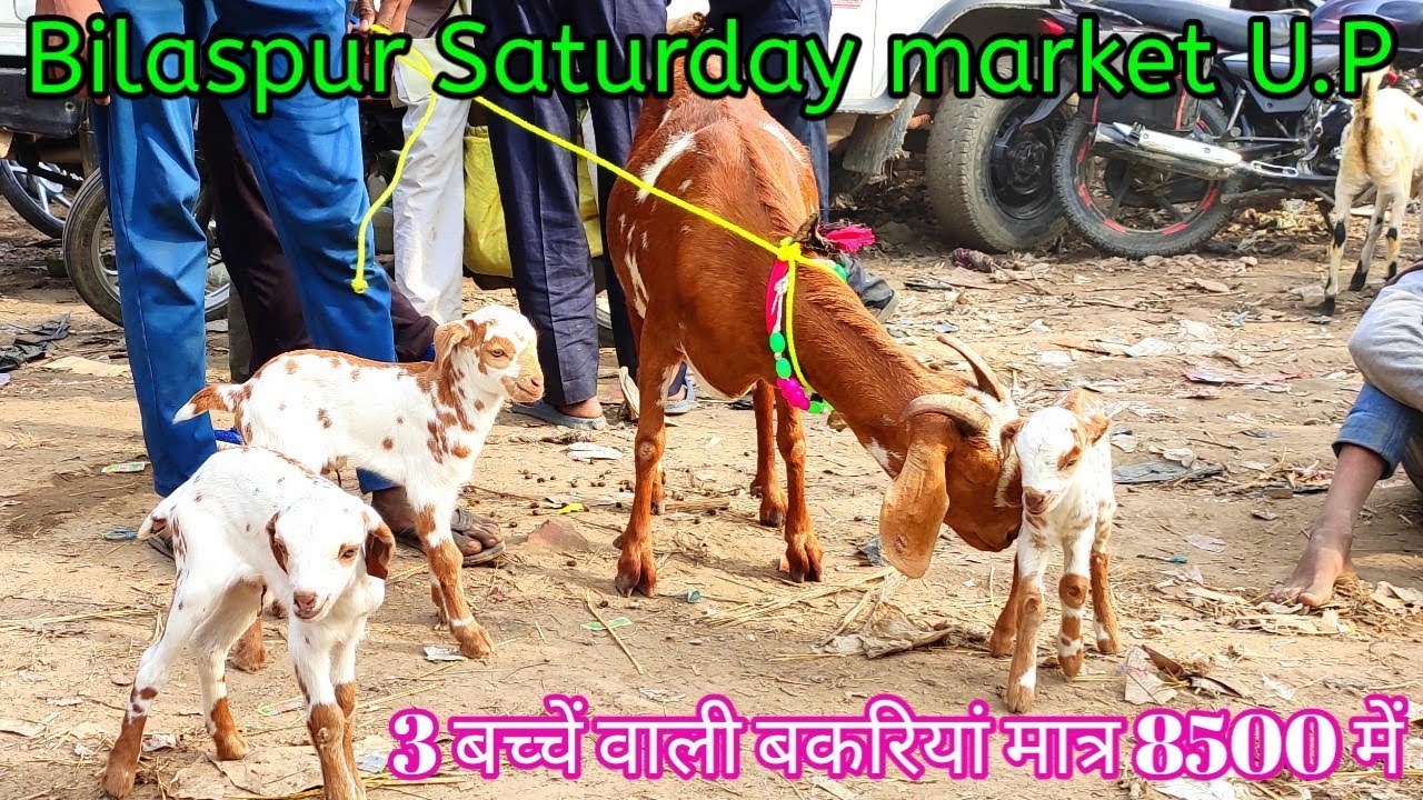 3 बच्चें बाली बकरियां खरीदें 8500 में * Bakra Mandi Bilaspur Uttrapradesh