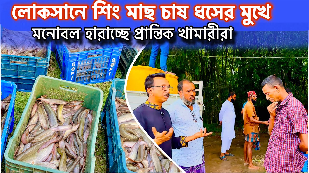 লোকসানে শিং মাছ চাষ ধ/সে/র মুখে, মনোবল হারাচ্ছেন প্রান্তিক খামারীরা..। catfish bd