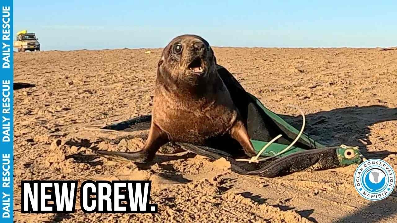 Look At His Face: Saving A Terrified Seal From Plastic