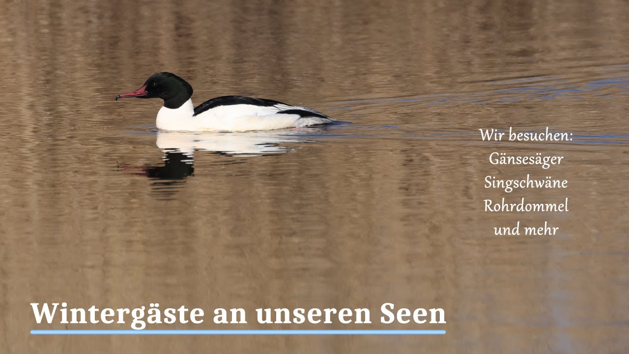 Wintergäste an unseren Seen