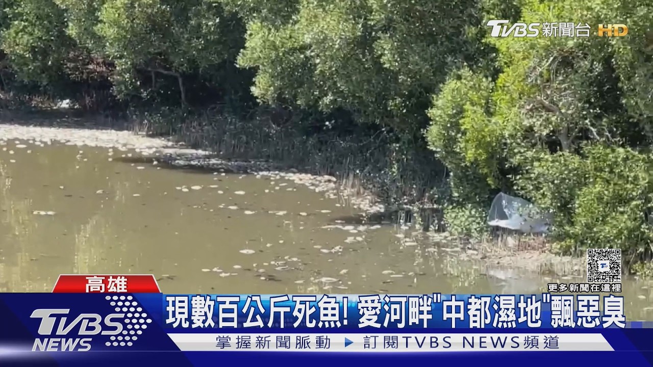 中都濕地公園大量魚群暴斃! 污水流入愛河　民眾健康堪慮｜TVBS新聞 @TVBSNEWS02