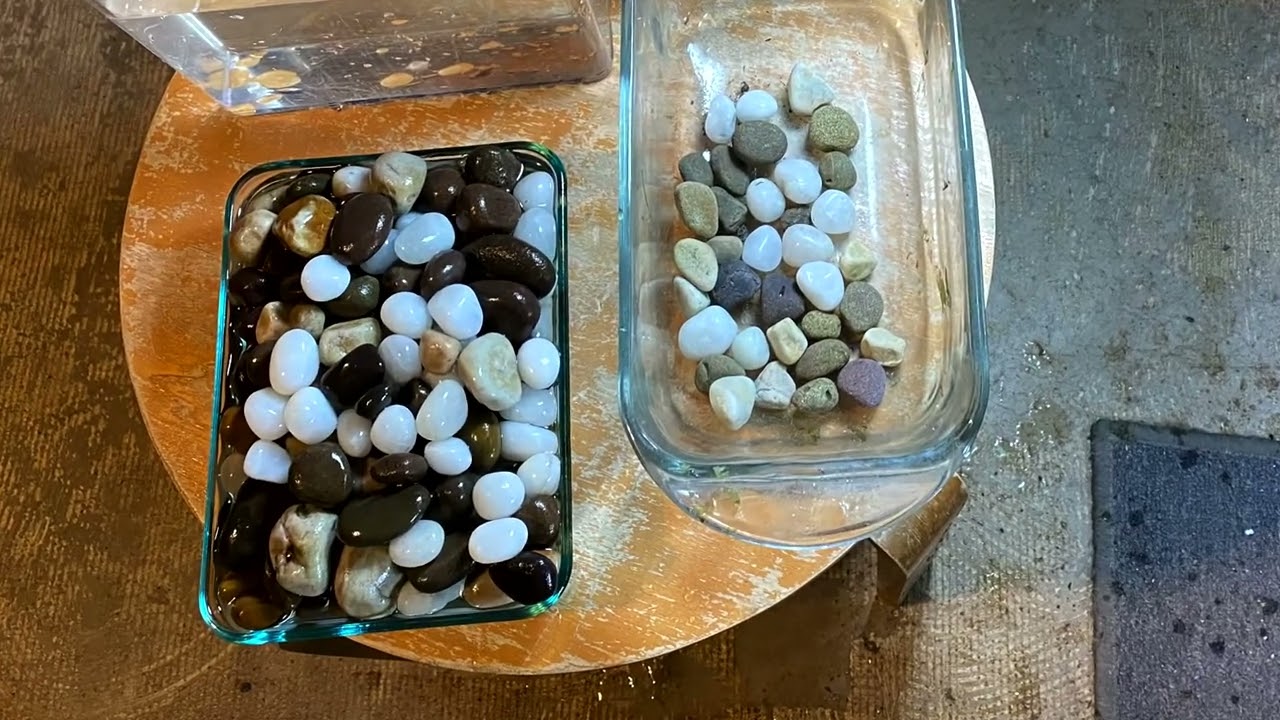 Notropis chrosomus spawning and egg collection