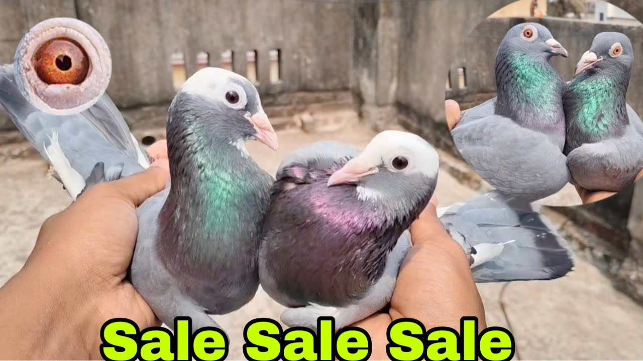 গরম এর স্পেশাল অফার # না দেখলে মিস # Avi pigeon lover # Sale video # Vairal vlog # 