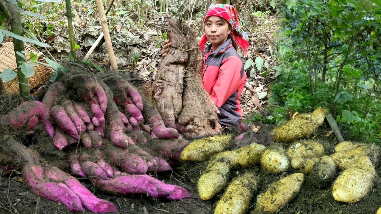 Life in the forest, a surprise harvest of giant purple potatoes