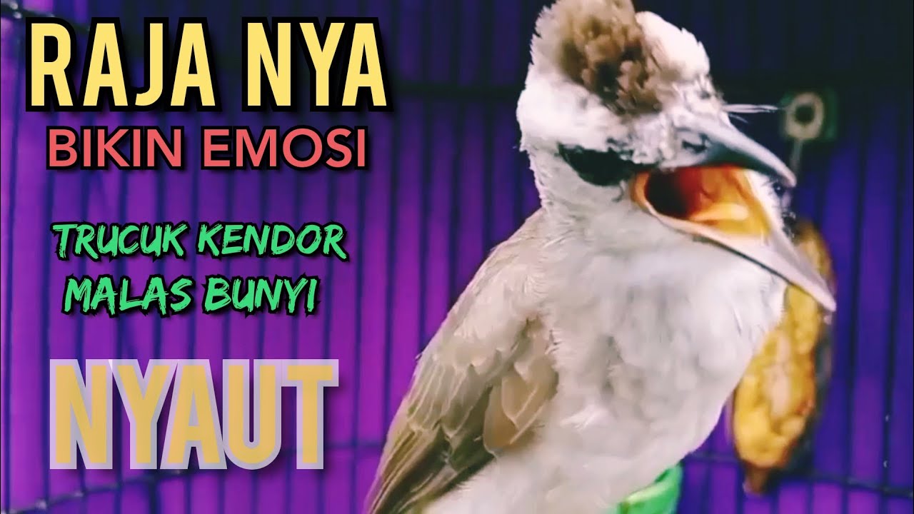 TRUCUKAN OMBYOKAN TRUCUK BAHAN TRUCUK PAUT BISU AGAR BUNYI DENGAR SUARA TRUCUK GACOR NGROPEL INI ‼️
