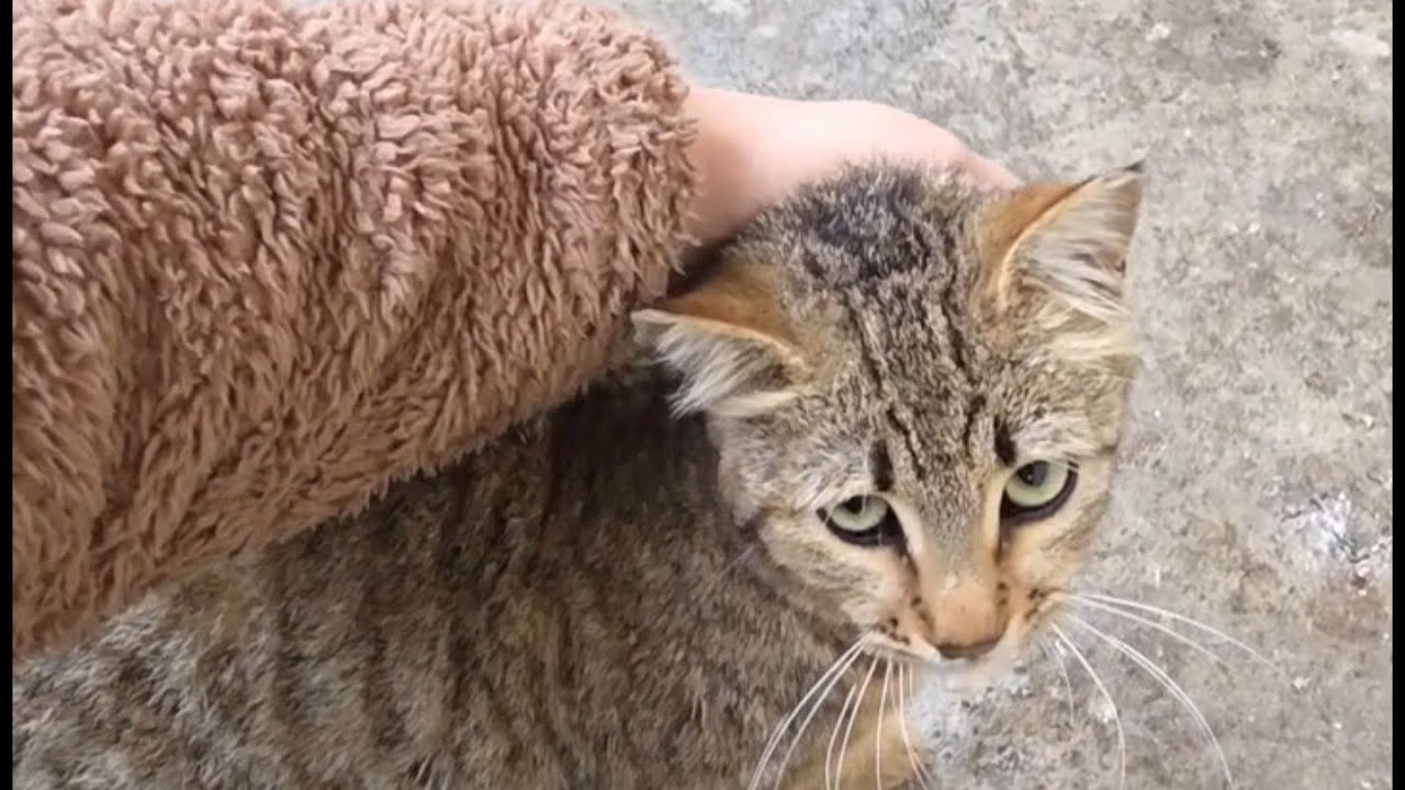 Yağmurda Kardeşini Arayan O Ses...😿 Dayanamayıp Yanına Koştum! 🐈😥