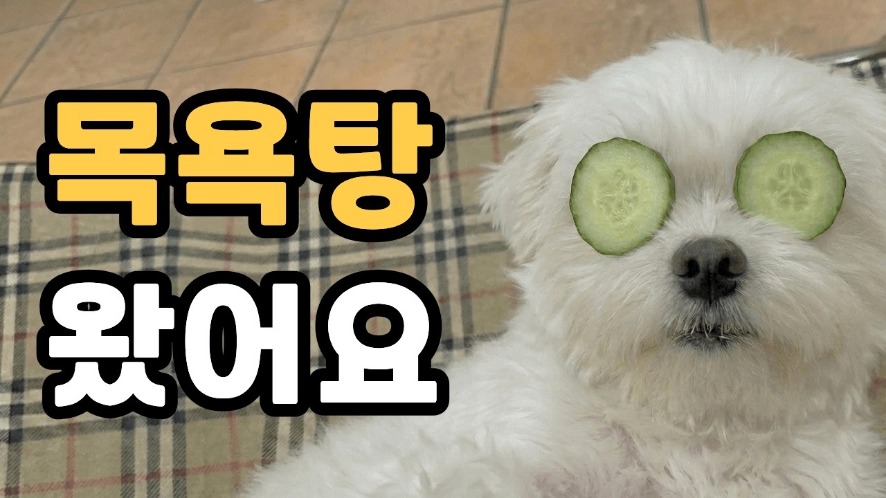시골강아지 목욕탕 나들이