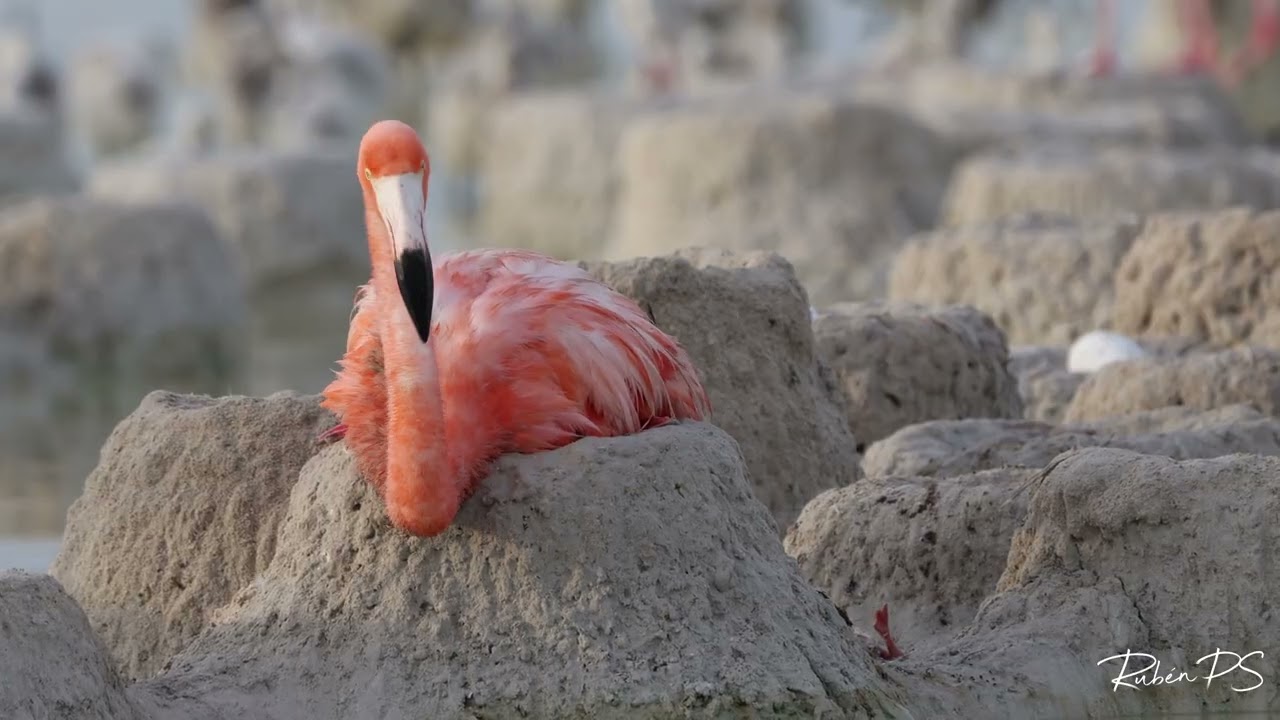 Anidación de flamencos