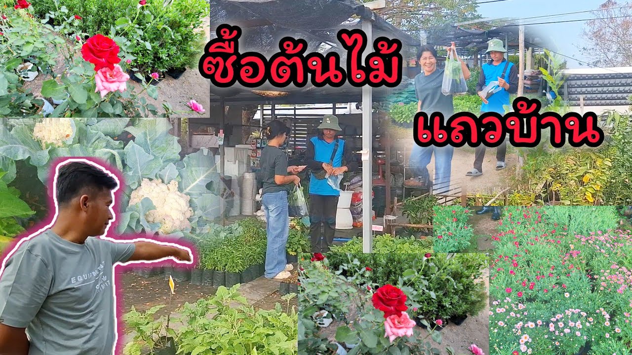 ซื้อต้นไม้ซื้อผักมาปลูกจ้า มีแต่แนวอยากได้ไปปลูก🪾🌹🥬🥦🍆🌶