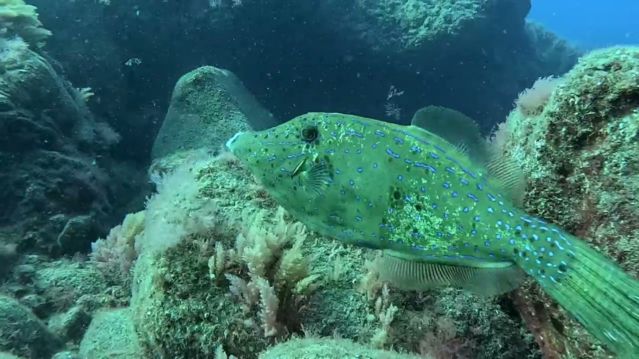 Sept 2024 Los Gigantes Diving Centre, Tenerife