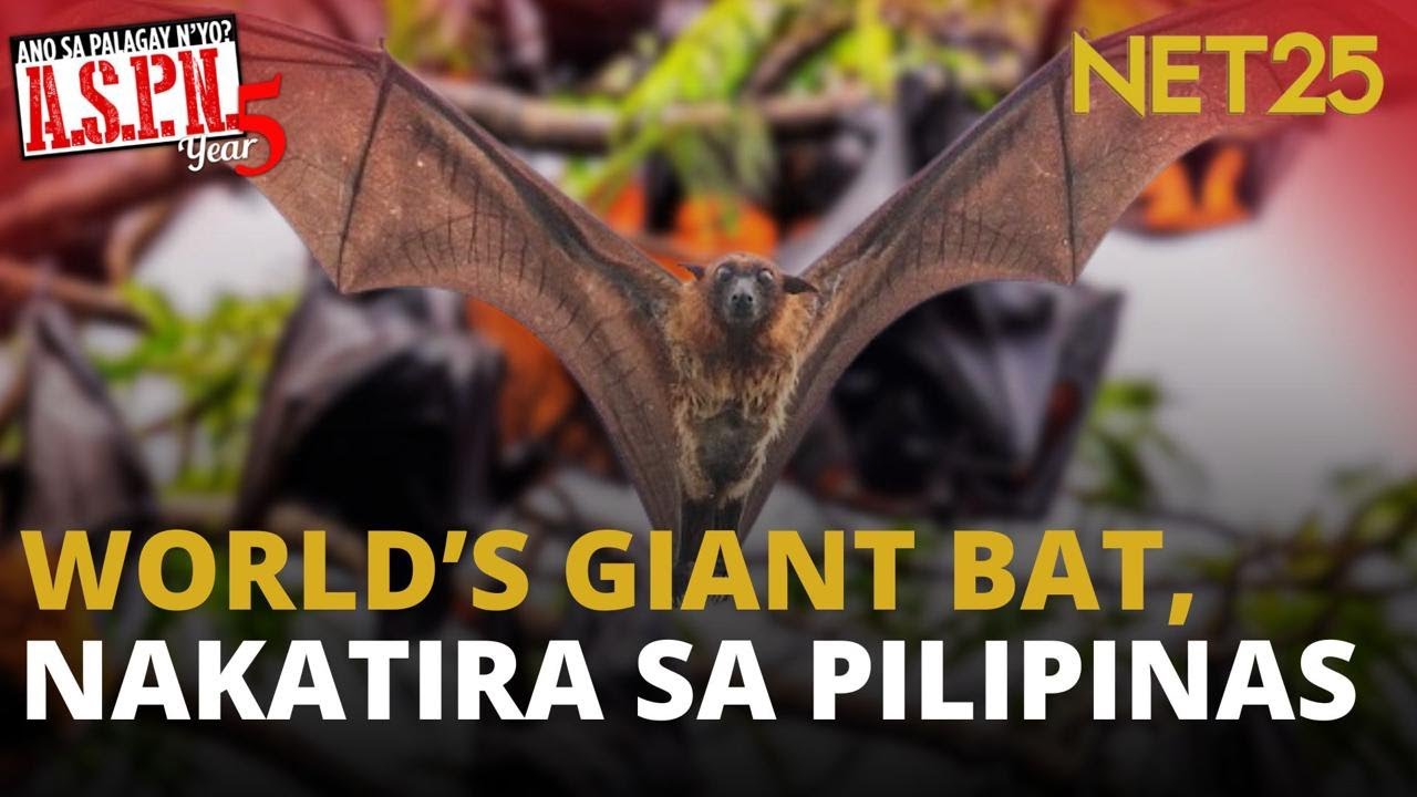 Pilipinas, tahanan ng isa sa pinakamalaking paniki sa mundo | ASPN
