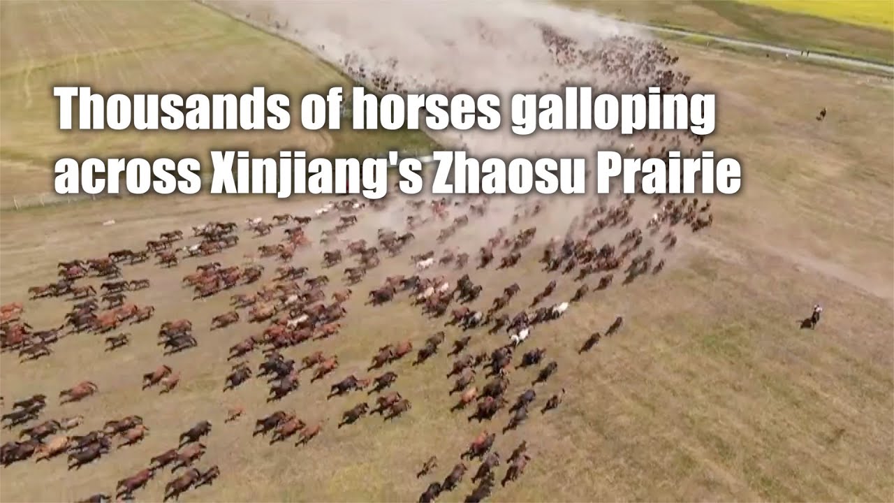 Thousands of horses gallop across Xinjiang's Zhaosu Prairie