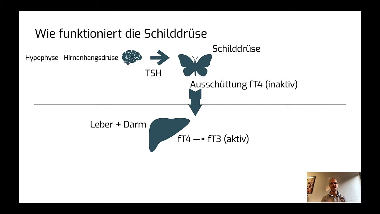 Östrogendominanz, Progesteron, Darm / Leber  - und der Zusammenhang mit der Schilddrüse